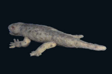 セイモウリア 素材 #03